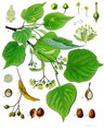 Tilia begonifolia